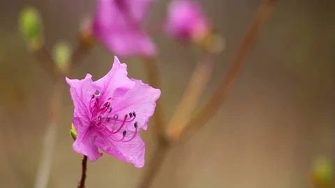Rhododendron bloom in the forest Video stock 69795798