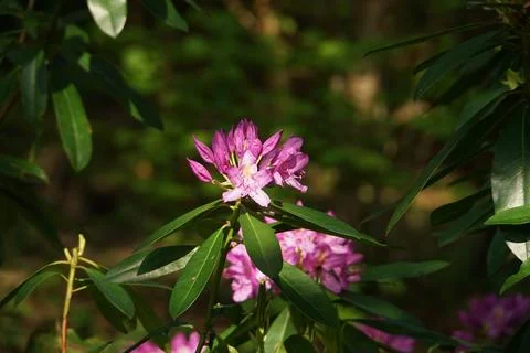 Rhododendron in Bloom Foto stock