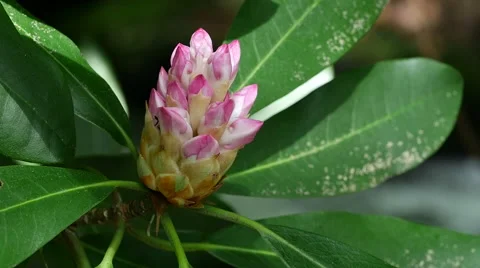 Rhododendron in bloom with stream flowing in background Stock Footage 40702758
