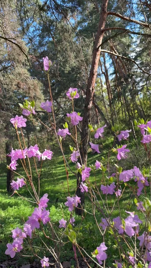 Rhododendron blooming bush in spring forest Stock Footage 345951237