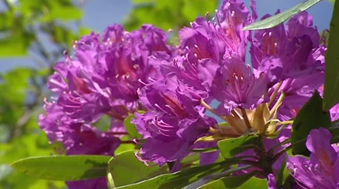 Rhododendron blooming, close up Stock Footage 50653227