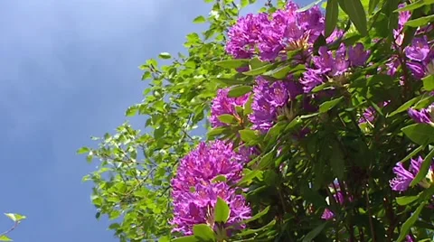 Rhododendron blooming, low angle Stock Footage 50652603