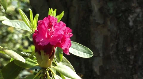 Rhododendron blossom Stock Footage 68668243