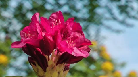 Rhododendron blossom Stock Footage 68668246