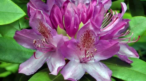 Rhododendron blossom Stock Footage 68668247