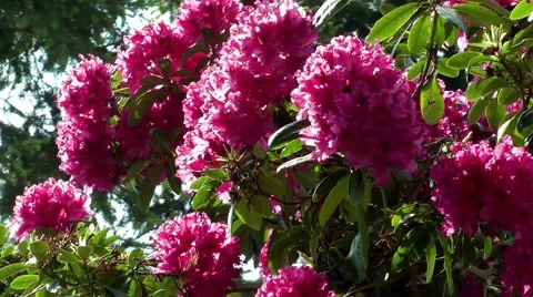 Rhododendron blossoms Stock Footage 68668242