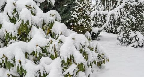 Rhododendron branch covered in fresh white snow in winter garden 스톡 사진