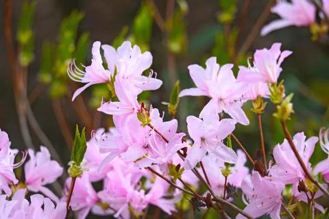 Rhododendron branches bloom in the park in the spring. 스톡 사진
