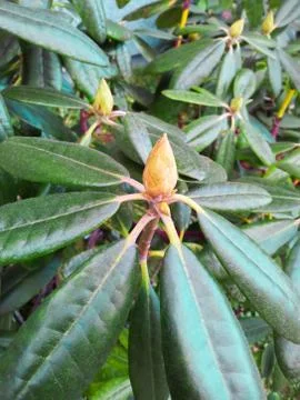 Rhododendron bud Stock Photos