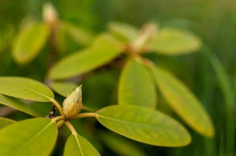 Rhododendron bud. Photos