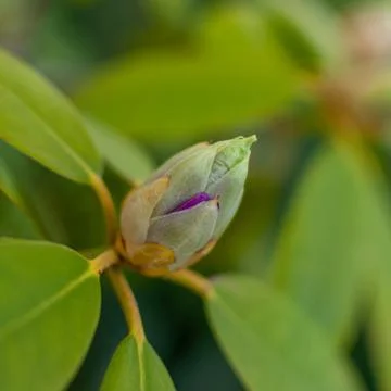 Rhododendron bud. Photos
