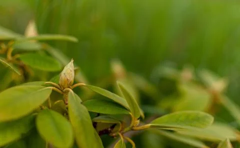 Rhododendron bud. Photos