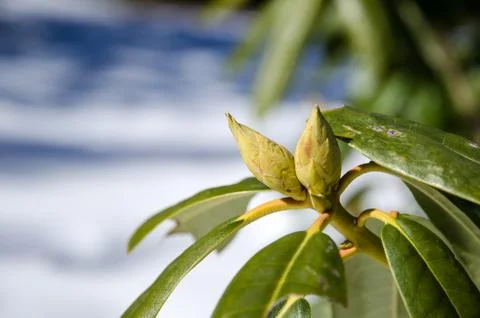 Rhododendron buds Stock Photos