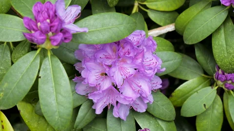 A rhododendron bush and a bee Video stock 156421515