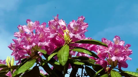 Rhododendron bush Stock Footage 68668245