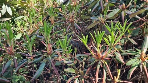 Rhododendron bush with young buds close-up 스톡 동영상 334536853