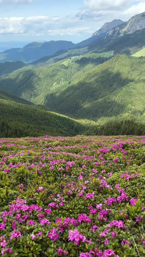 Rhododendron Carpet in Full Bloom on Bucegi Mountain Hillside Stock Footage 334117282
