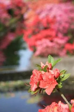 Rhododendron in close up Stock Photos