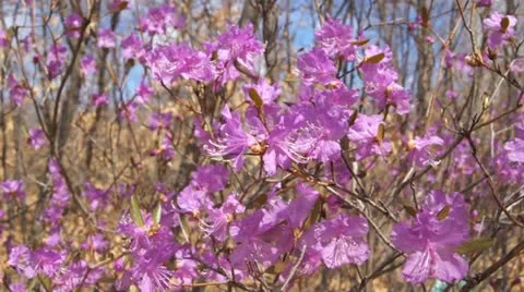 Rhododendron Dauricum Close Up Stock Footage 10964037