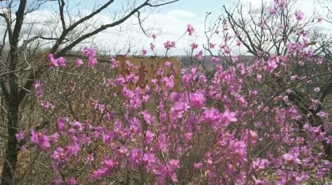 Rhododendron Dauricum Video stock 10964036