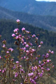 Rhododendron dauricum Stock Photos