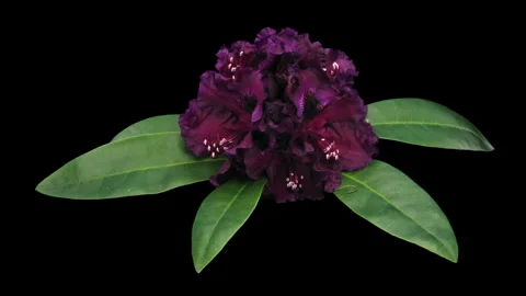 Rhododendron 'Dramatic Dark' Buds Opening 4K Time Lapse Stock Footage 345240653