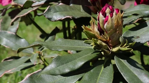 Rhododendron flower bud gradually opening in a sunlit garden Stock Footage 309857375