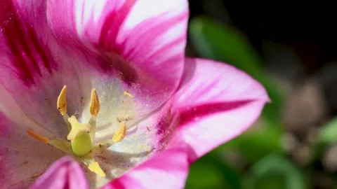 Rhododendron flower in close view with visible stamens Stock Footage 335488223