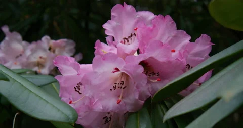 Rhododendron Flower Stock Footage 151819350