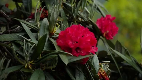 Rhododendron flower that grows in high altitude hills Stock Footage 246691049
