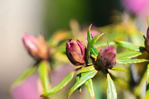 Rhododendron flower Stock-Fotos