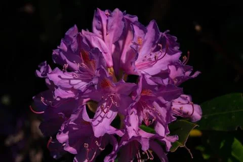 Rhododendron flower Fotos Stock