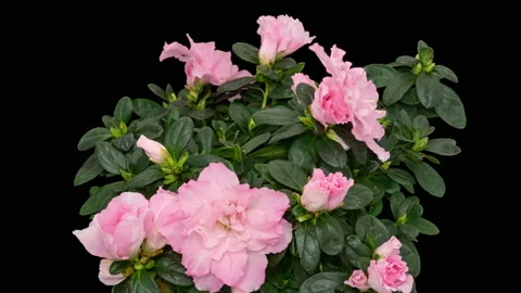 Rhododendron flower timelapse 스톡 동영상 170797795