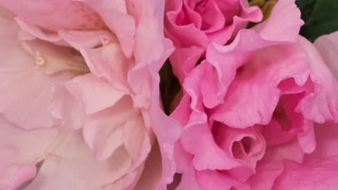 Rhododendron flower timelapse Video stock 250281023