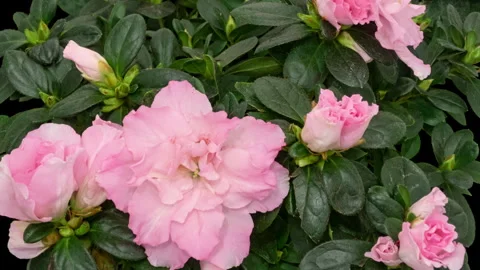 Rhododendron flower timelapse Stock Footage 344881691