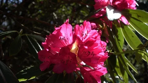 Rhododendron flowers blowing in the wind Stock Footage 106535537