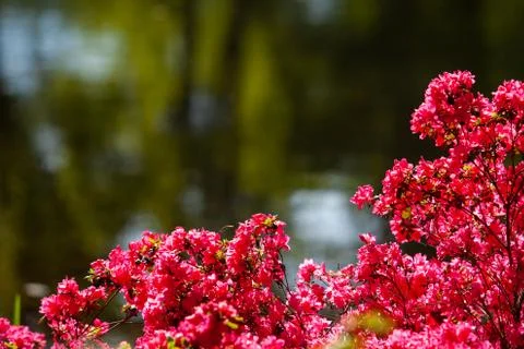 Rhododendron flowers close in the sunlight. Background of flowers. Stock Photos