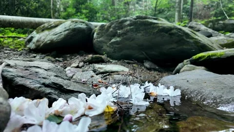 Rhododendron flowers float on a creek surrounded by rocks in the forest. Stock Footage 339810175
