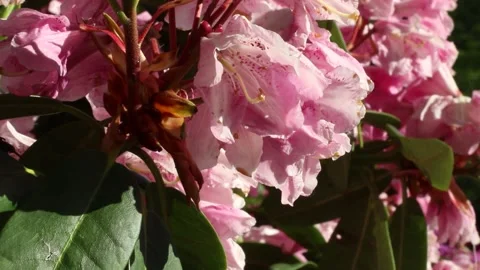 Rhododendron flowers, Flower park, Spring flowers Stock Footage 138316366