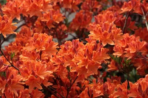 Rhododendron flowers Stock Photos