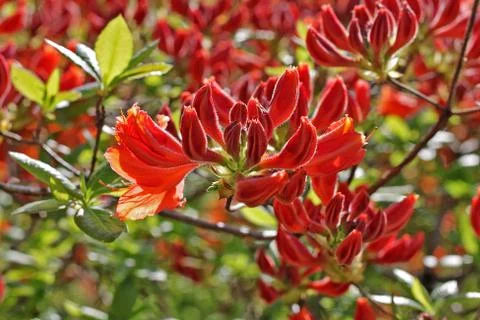Rhododendron flowers Stock Photos