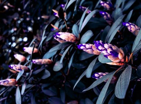 Rhododendron Flowers.  Stock Photos