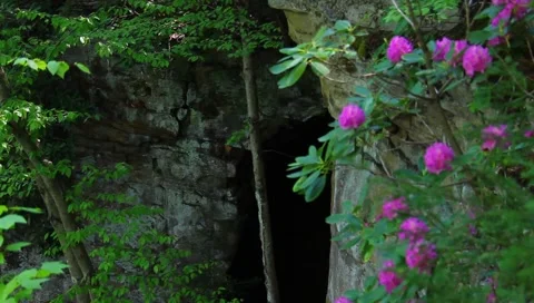 Rhododendron Stock Footage 4889148