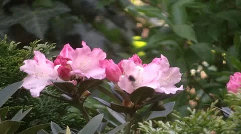 Rhododendron  動画素材 10919381