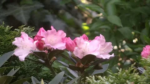 Rhododendron 動画素材 10919444