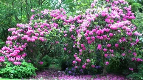 RHODODENDRON Stock Footage 11238705