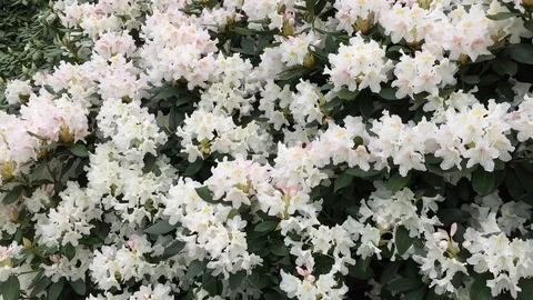 Rhododendron Stock Footage 121095343