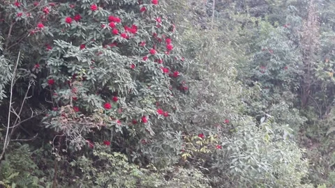 Rhododendron Stock Footage 276603736