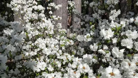 Rhododendron Stock Footage 314205487