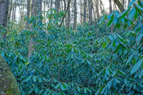 Rhododendron forest in wintertime Stock Photos
